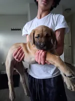 Mastiff/XL American Bully mix, a female American Bully and Cane Corso for sale in Martinsburg, WV – Photo 3 of 5