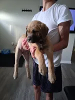 Mastiff/XL American Bully mix, a female American Bully and Cane Corso for sale in Martinsburg, WV – Photo 2 of 5