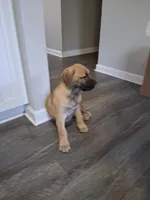 Mastiff/XL American Bully mix, a female American Bully and Cane Corso for sale in Martinsburg, WV – Photo 5 of 5