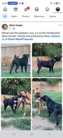 Luna, a female American Bully and Cane Corso for sale in Martinsburg, WV – 8 of 8