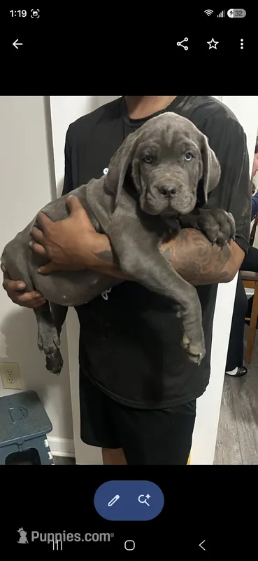 Cane corso / XL American Bully mix/ Boerboel  – Cane Corso, Boerboel puppy for sale in Martinsburg, WV