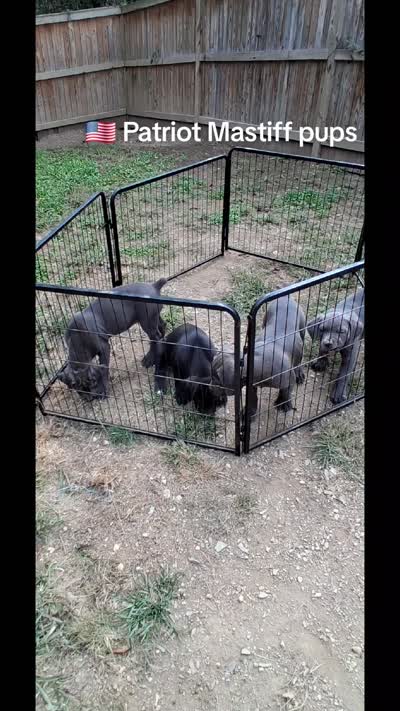 Mastiff/XL American Bully mix, a female American Bully and Boerboel for sale in Martinsburg, WV – 2 of 3