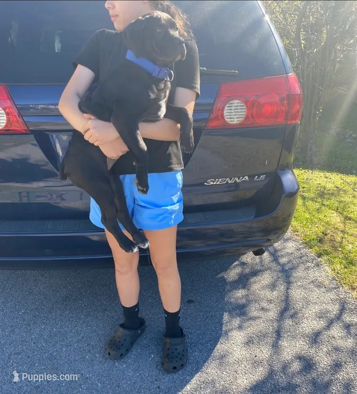 Cane corso/ XL American Bully mix/ Boerboel  – Cane Corso, Boerboel puppy for sale in Martinsburg, WV