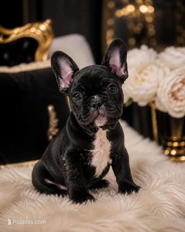 Soffi – French Bulldog puppy for sale in Buffalo, NY