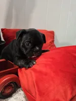 Soffi, a female French Bulldog for sale in Buffalo, NY – Photo 3 of 8