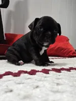 Soffi, a female French Bulldog for sale in Buffalo, NY – Photo 2 of 8