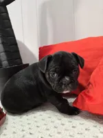 Soffi, a female French Bulldog for sale in Buffalo, NY – Photo 6 of 8