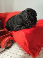 Soffi, a female French Bulldog for sale in Buffalo, NY – Photo 5 of 8