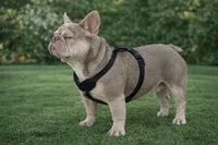 Soffi, a female French Bulldog for sale in Buffalo, NY – Photo 7 of 8