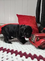 Soffi, a female French Bulldog for sale in Buffalo, NY – Photo 4 of 8