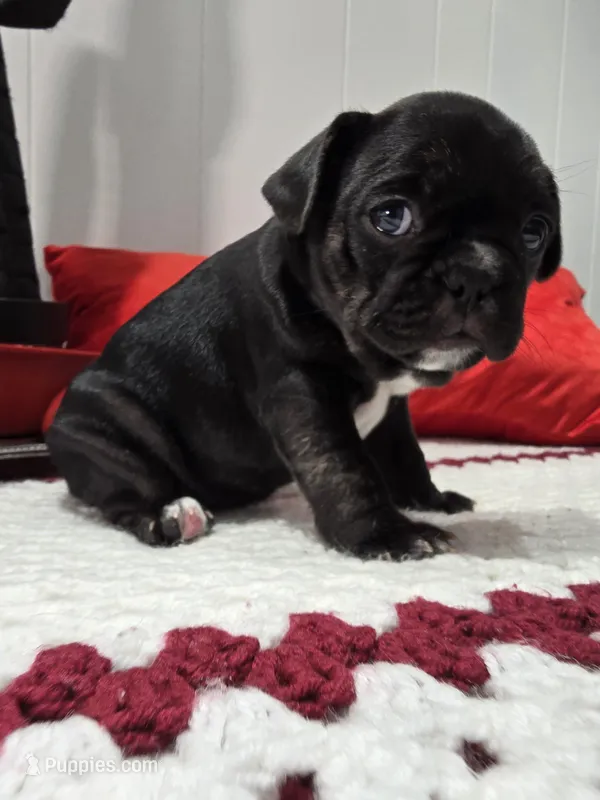 Soffi – French Bulldog puppy for sale in Buffalo, NY