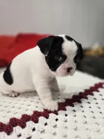 Boy, a male French Bulldog for sale in Buffalo, NY – Photo 4 of 9