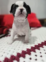 Boy, a male French Bulldog for sale in Buffalo, NY – Photo 5 of 9