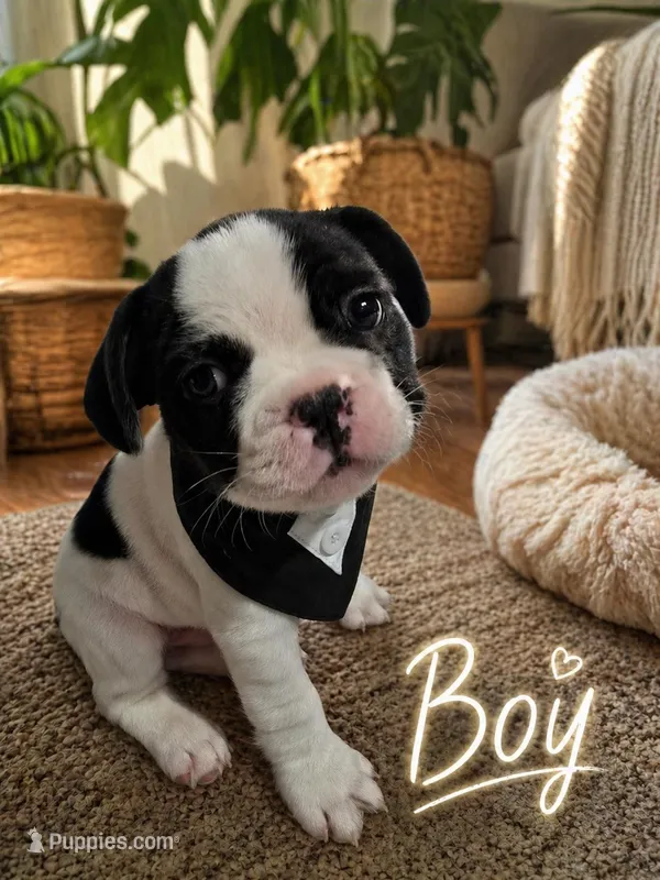 Boy – French Bulldog puppy for sale in Buffalo, NY