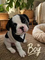 Boy, a male French Bulldog for sale in Buffalo, NY – 1 of 9