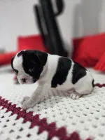 Boy, a male French Bulldog for sale in Buffalo, NY – Photo 3 of 9