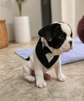 Boy, a male French Bulldog for sale in Buffalo, NY – 2 of 9