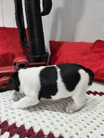 Boy, a male French Bulldog for sale in Buffalo, NY – Photo 8 of 9