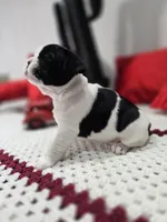 Boy, a male French Bulldog for sale in Buffalo, NY – Photo 6 of 9