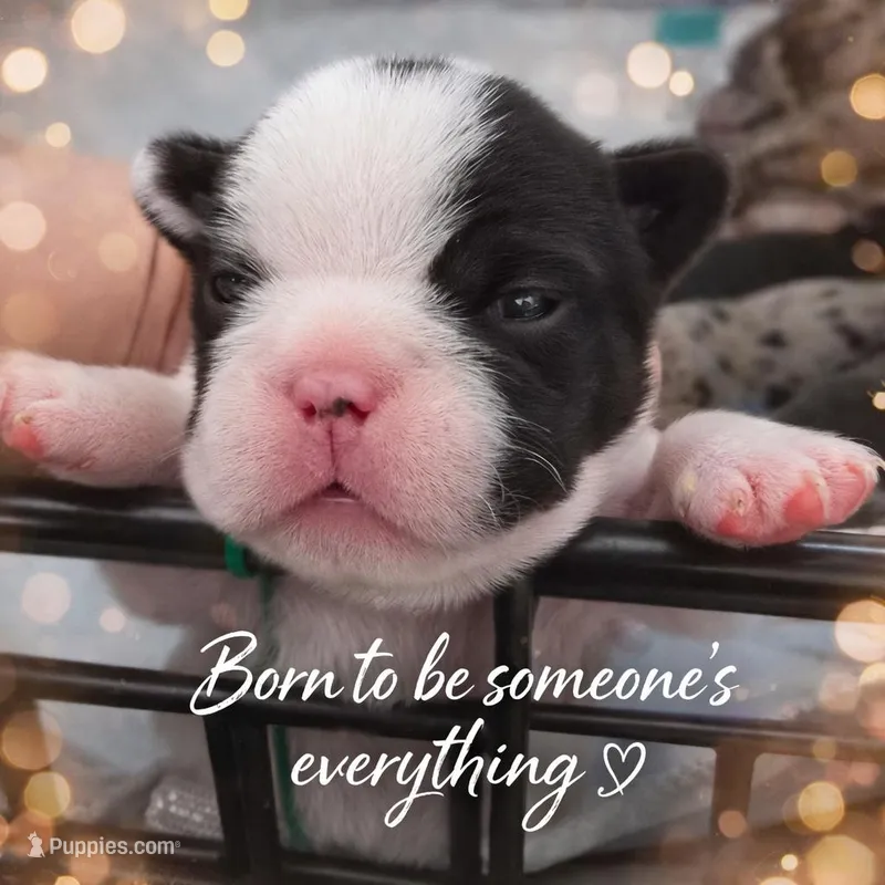 Boy – French Bulldog puppy for sale in Buffalo, NY