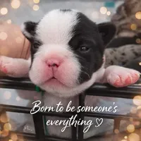 Boy, a male French Bulldog for sale in Buffalo, NY – Photo 1 of 9