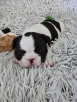 Boy, a male French Bulldog for sale in Buffalo, NY – Photo 2 of 9