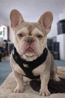 Boy, a male French Bulldog for sale in Buffalo, NY – Photo 7 of 9