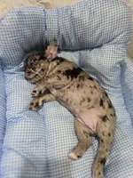 Mag, a female French Bulldog for sale in Buffalo, NY – Photo 7 of 7