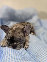 Mag, a female French Bulldog for sale in Buffalo, NY – Photo 3 of 7