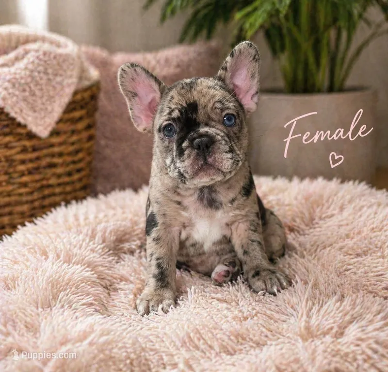 Mag – French Bulldog puppy for sale in Buffalo, NY