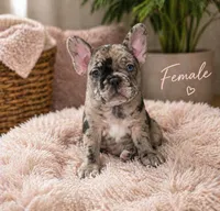 Mag, a female French Bulldog for sale in Buffalo, NY – 1 of 8
