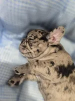 Mag, a female French Bulldog for sale in Buffalo, NY – Photo 6 of 7