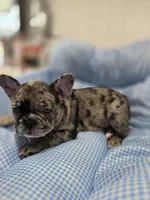 Mag, a female French Bulldog for sale in Buffalo, NY – Photo 2 of 7