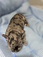 Mag, a female French Bulldog for sale in Buffalo, NY – Photo 4 of 7