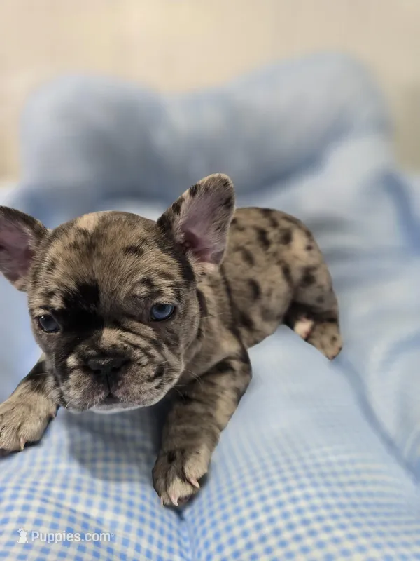 Mag – French Bulldog puppy for sale in Buffalo, NY