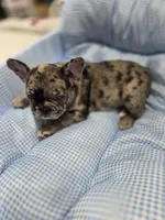 Mag, a female French Bulldog for sale in Buffalo, NY – Photo 5 of 7
