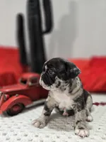 Dan, a male French Bulldog for sale in Buffalo, NY – Photo 4 of 10