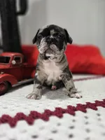 Dan, a male French Bulldog for sale in Buffalo, NY – Photo 2 of 10