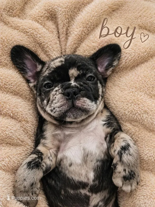 Dan – French Bulldog puppy on hold in Buffalo, NY