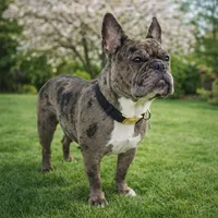 Dan, a male French Bulldog for sale in Buffalo, NY – Photo 9 of 10