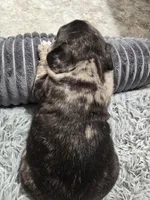 Dan, a male French Bulldog for sale in Buffalo, NY – Photo 5 of 10