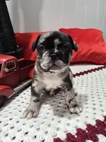 Dan, a male French Bulldog for sale in Buffalo, NY – Photo 3 of 10