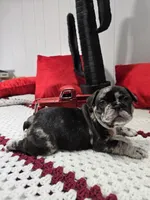 Dan, a male French Bulldog for sale in Buffalo, NY – Photo 6 of 10