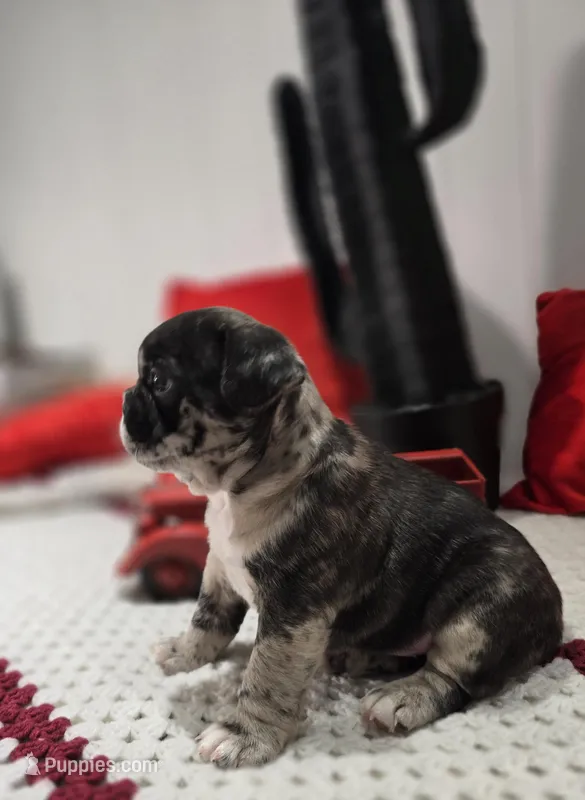 Dan – French Bulldog puppy for sale in Buffalo, NY