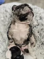 Dan, a male French Bulldog for sale in Buffalo, NY – Photo 8 of 10