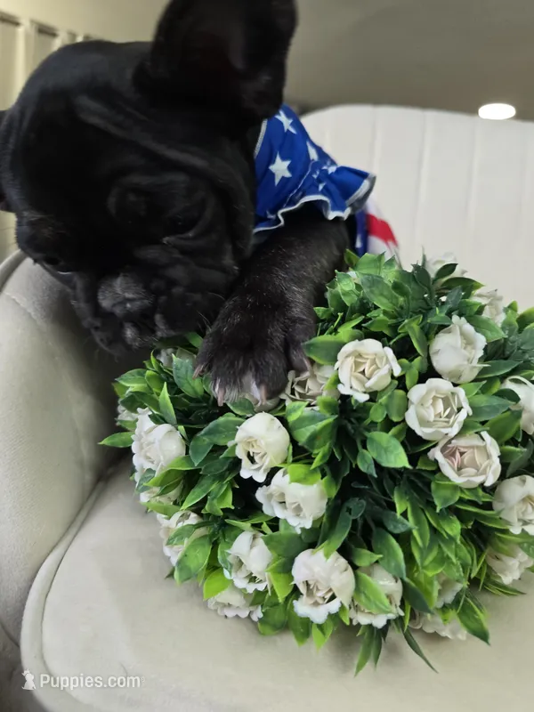 Soffi – French Bulldog puppy for sale in Buffalo, NY