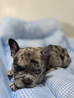 Marry, a female French Bulldog for sale in Buffalo, NY – Photo 5 of 7