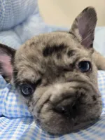 Marry, a female French Bulldog for sale in Buffalo, NY – Photo 2 of 7