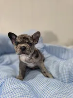 Marry, a female French Bulldog for sale in Buffalo, NY – Photo 6 of 7