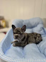 Marry, a female French Bulldog for sale in Buffalo, NY – Photo 3 of 7